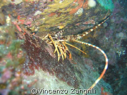 Profile of Lobster under a rock. Casio Ex-1000 by Vincenzo Zangrilli 
